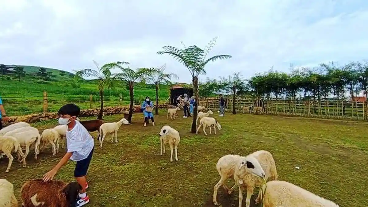 Menggala Ranch Wisata Edukasi di Banyumas, Pengunjung Berasa Menggembalakan Domba