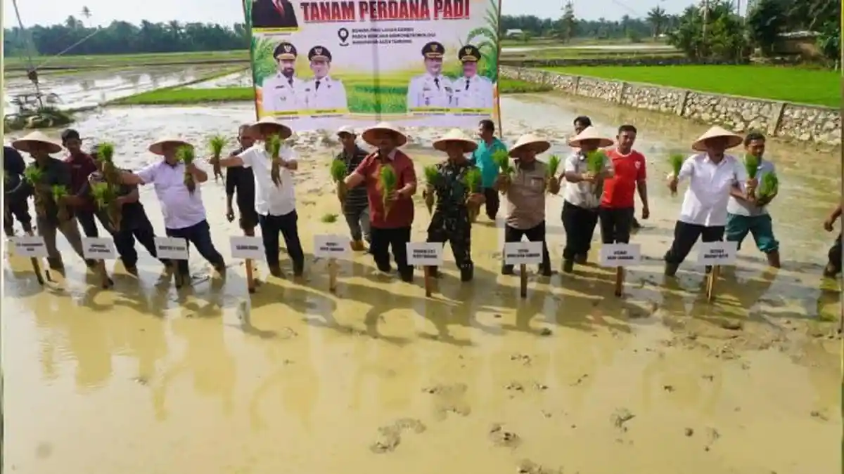 Pimpin Tanam Padi Perdana Pasca Bencana, Sekda Aceh: Jaga Stabilitas Pangan Tetap Aman - Serambinews.com