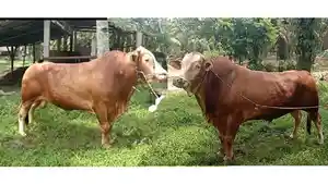 sapi-kurban-presiden-Rohul.jpg