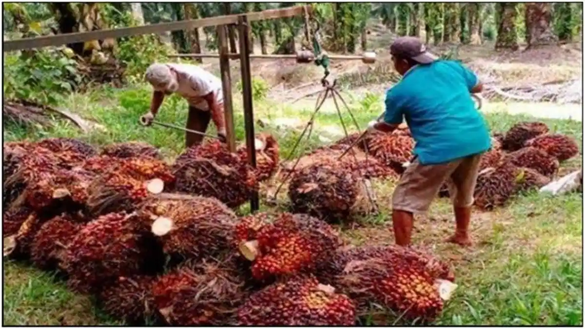 Harga Sawit Palembang: APKASINDO Tawarkan Solusi Ini Agar Harga Sawit di Sumsel Tetap Stabil