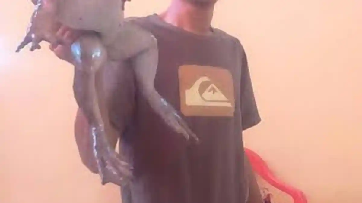 Warga Buntu Mondong Enrekang Tangkap 9 Ekor Katak Raksasa, Ada yang Beratnya Hingga 1,5 Kg