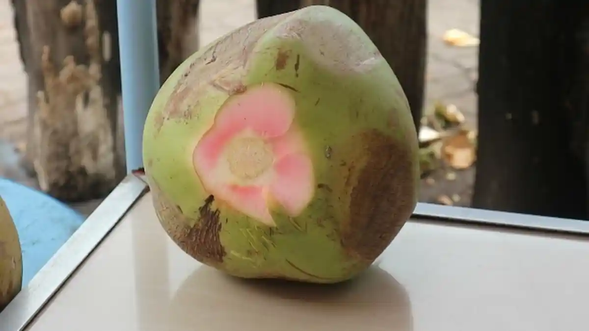 Digemari Warga Batam, Ternyata Ini Khasiat Kelapa Pink atau Kelapa Obat yang Jarang Diketahui