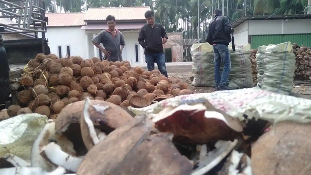 Idealnya Harga Kopra Rp 4.000/Kg