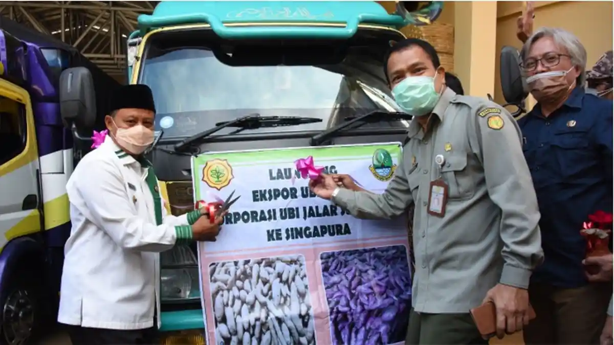 Ubi Jalar Jabar Tembus Pasar Singapura Pak Uu Kawal Pengiriman Perdana 10 Ton