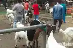 pasar-17-agustus-jual-kambing.jpg