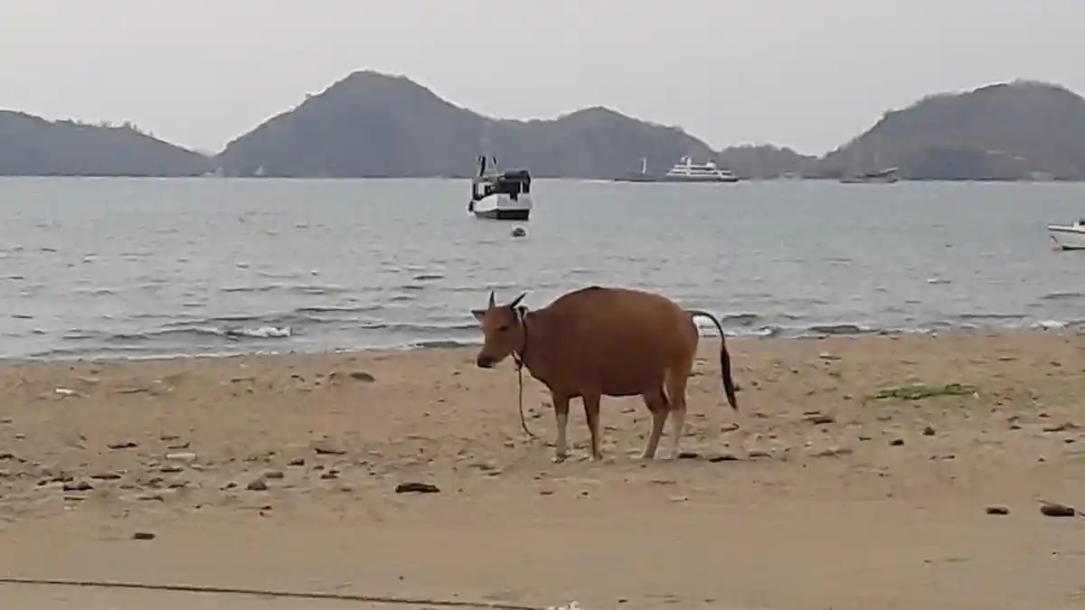 Ternak Besar Berkeliaran Bebas di Kota Pariwisata Labuan Bajo