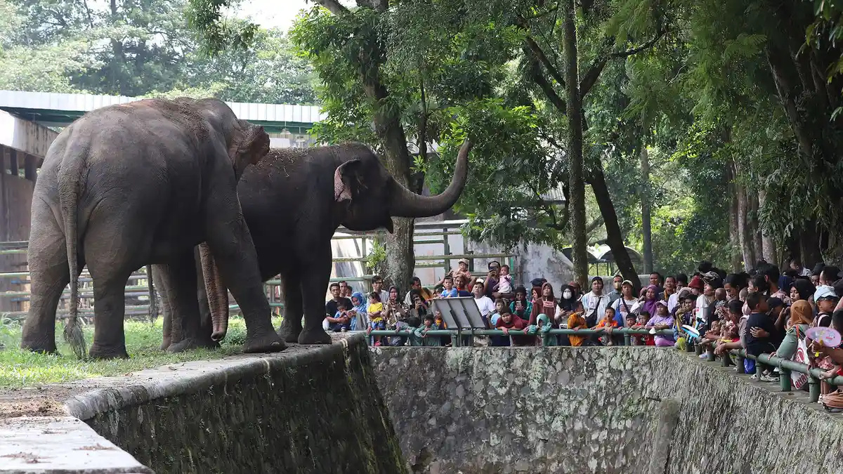 Jadwal Operasional Kebun Binatang Ragunan selama Libur Natal dan Tahun Baru 2024