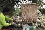 MBG dan Ramadan Dongkrak Permintaan Melon Batang Hari, Petani Panen 3 Ton