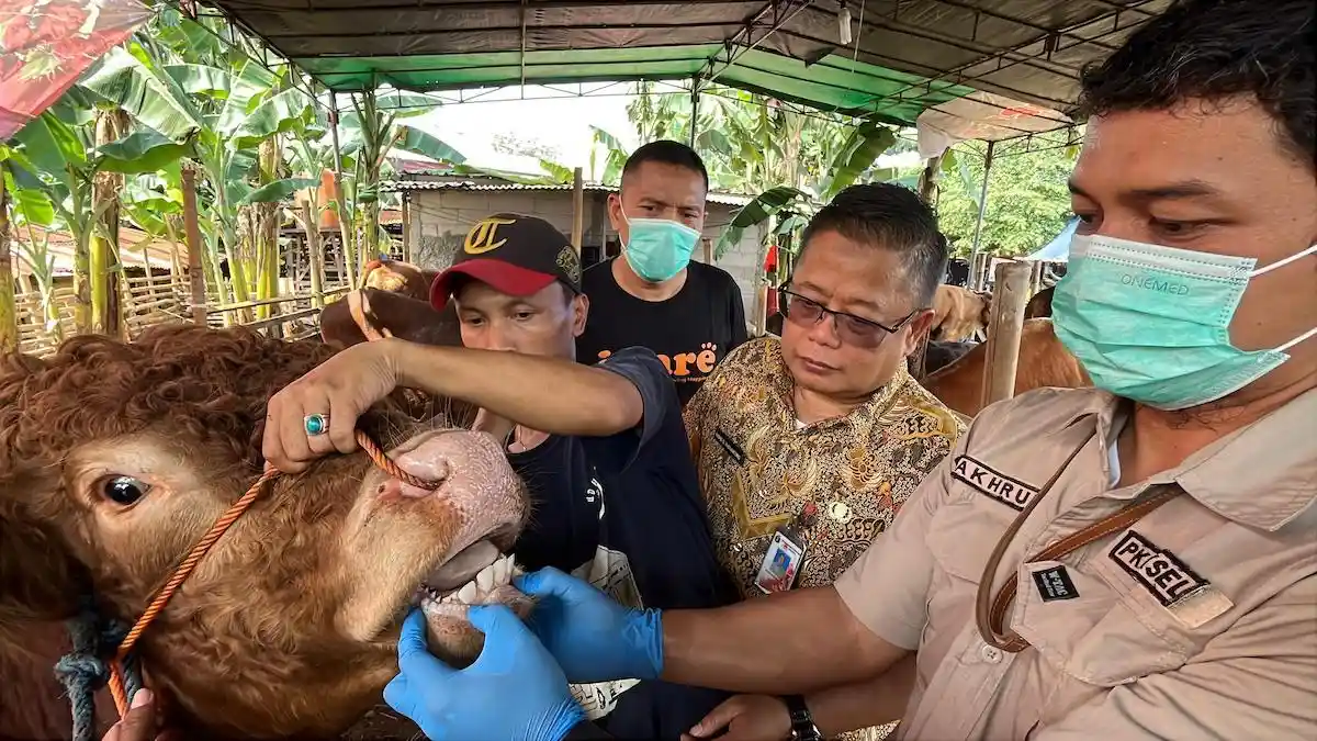 19.000 Hewan Kurban di Bekasi Diperiksa, Mayoritas Sehat
