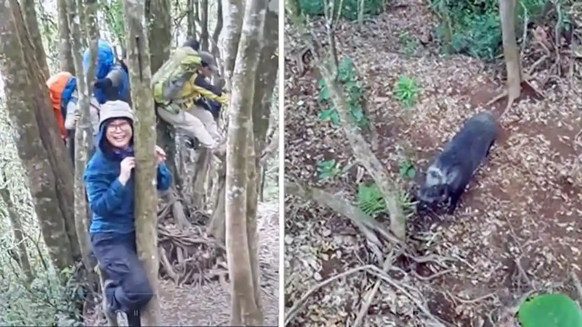 Viral Rombongan Pendaki Diserang Bebong Besar dan Bertaring, Selamatkan Diri dengan Panjat Pohon