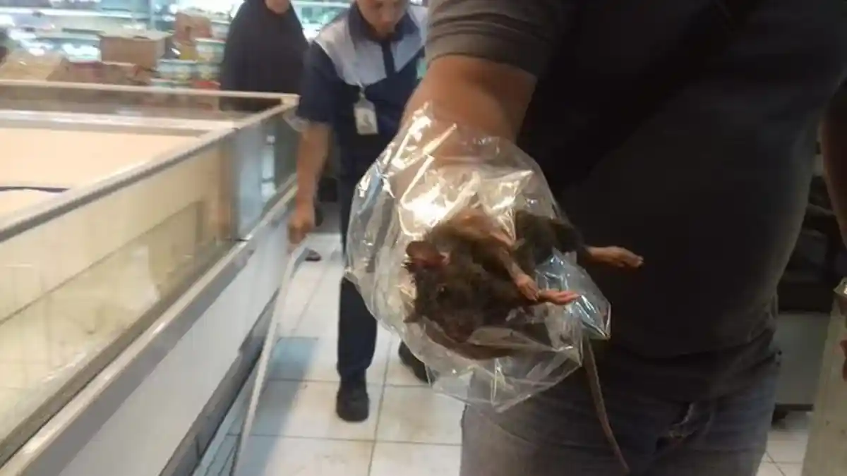 Bukan Corona, Hantavirus Jadi Pembunuh Baru di China, Simak Bagaimana Penyebarannya