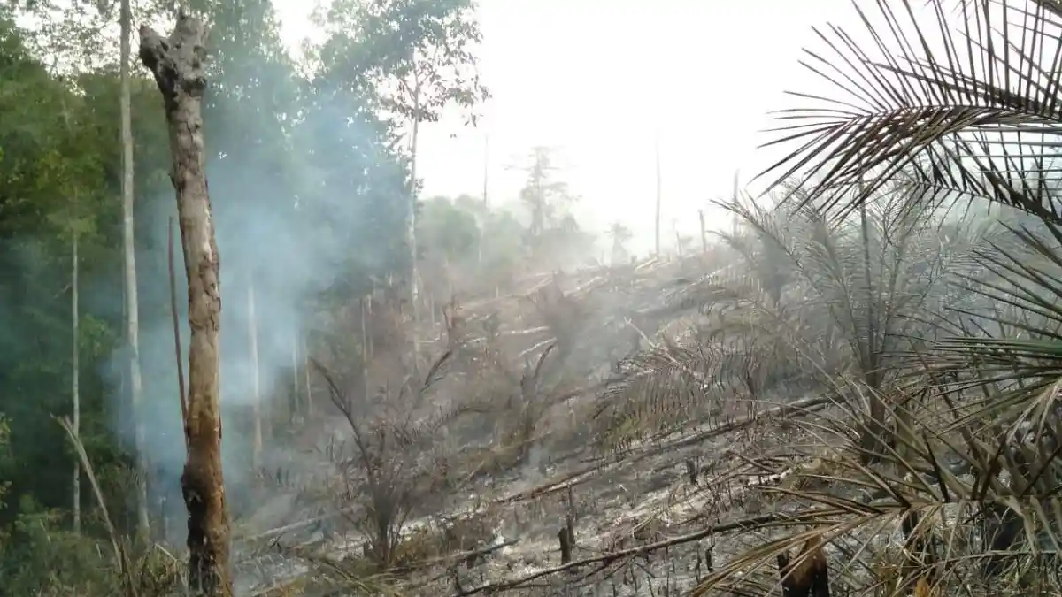 10 Hektare Lahan Sawit di Batanghari Terbakar, Tim BPBD Sempat Kesulitan Padamkan Api