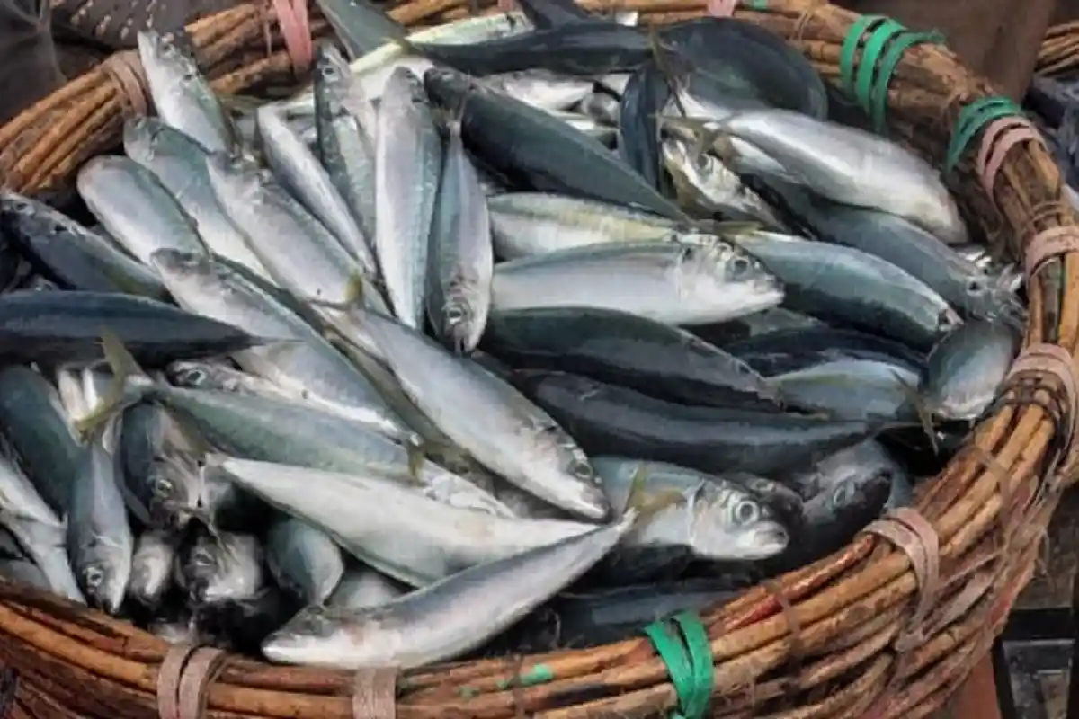 Harga Ikan Masih Tinggi, Bebi Tuna Dilelang Rp 40.000/Kg