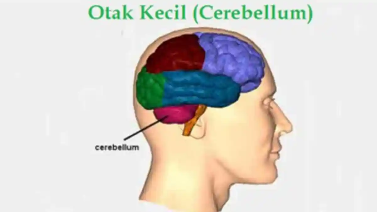 Fungsi Otak Kecil yang Belum Pernah Diketahui Terungkap