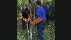 Ular-Piton-Mangsa-Ayam-Milik-Seorang-Warga-Jembrana-Bali-Yudana-Sempat-Curiga-Jaring-Kandang-Robek.jpg