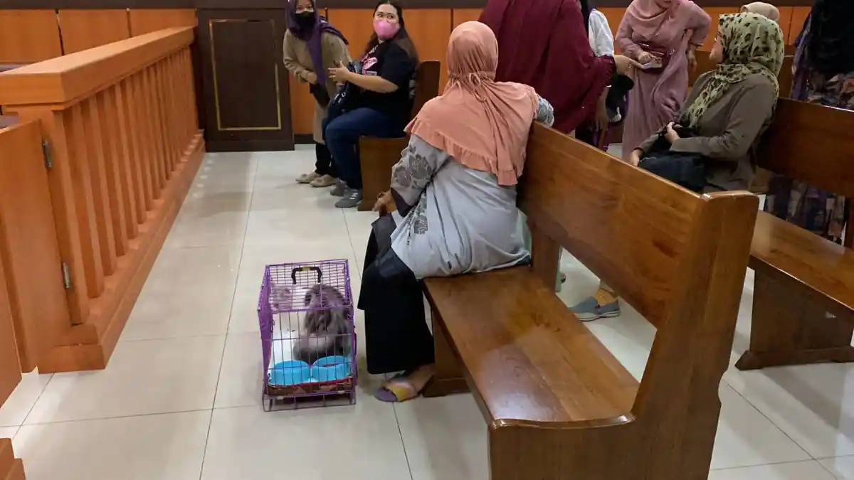 Sidang Penganiayaan Kucing di PN Padang Ditunda 1 Jam, Hakim Minta Perbaiki Surat Kuasa