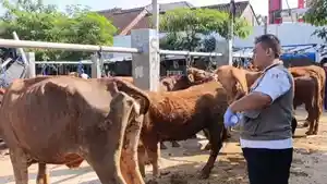 Petugas-DKPP-Kota-Blitar-melakukan-pemantauan-kesehatan-hewan-kurban-di-Pasar-Sapi-Dimoro.jpg