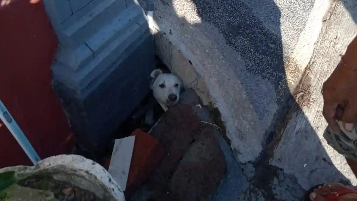 Evakuasi Dramatis, Seekor Anjing Selamat Setelah Sehari Lebih Terjebak di Gorong- gorong Jalan