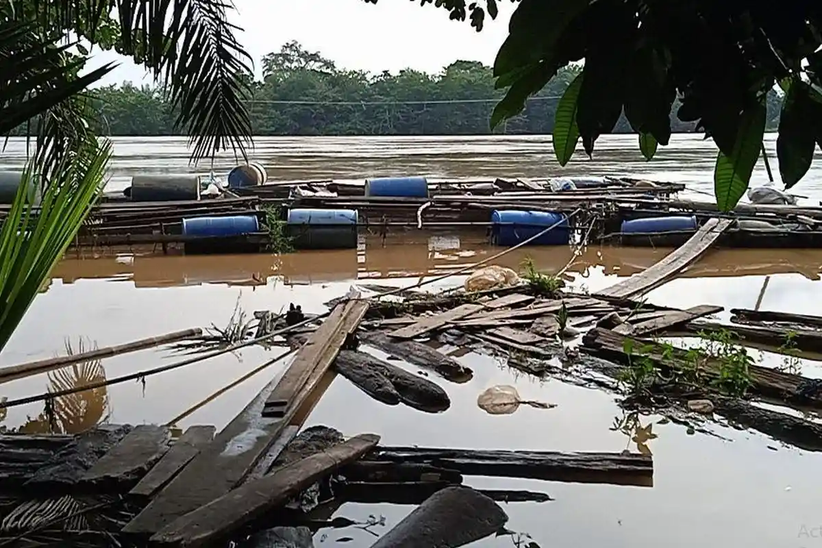 Keramba Ikan Hanyut saat Banjir, Target Panen Ikan di Batanghari Jambi Dikhawatirkan Tak Tercapai