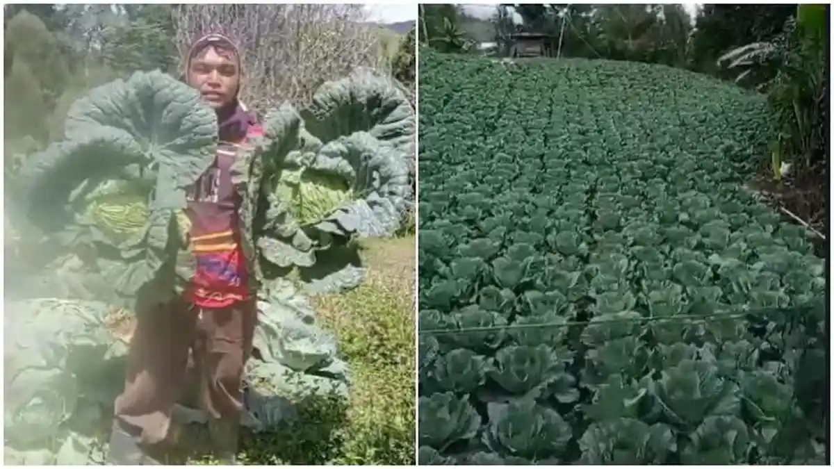 Mahasiswa Enrekang Viral saat Panen Sayur Kubis