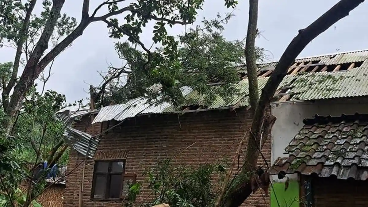 Sehari 14 Pohon Tumbang Akibat Angin Kencang di Bondowoso