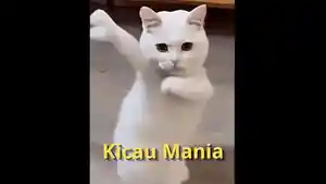 edit-foto-kucing-jadi-video-musik-Kicau-Mania.jpg