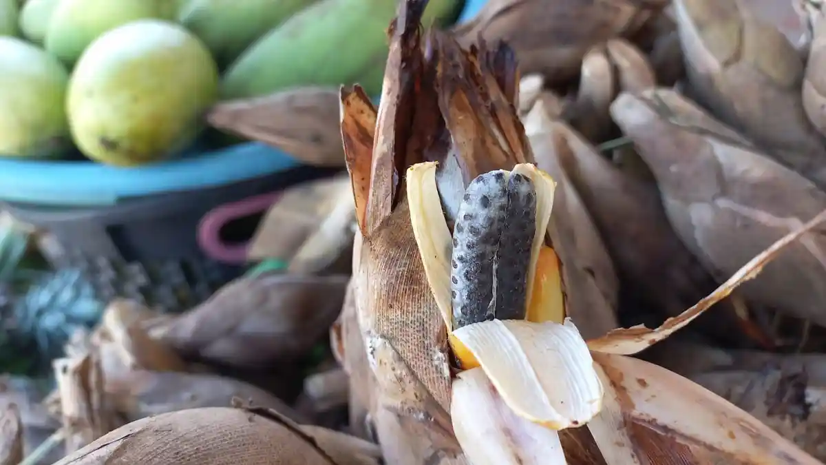 Kecil-kecil Asam Manis, Buah Galoba Ternyata Tinggi Antioksidan