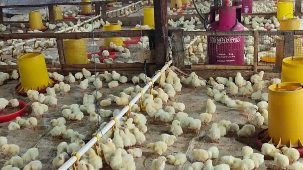 Lewat Danantara, Pemerintah Bangun Peternakan Ayam Terintegrasi Rp 20 Triliun