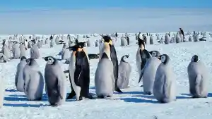 KOLONI-PENGUIN.jpg