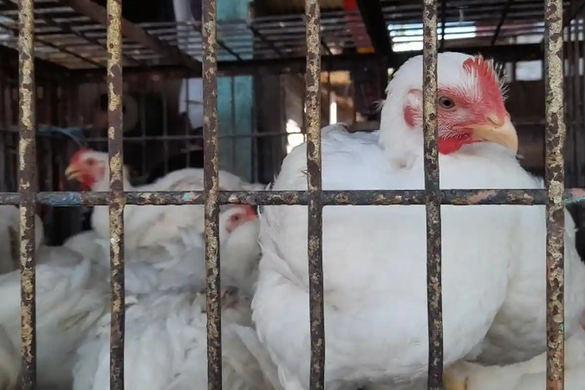 H-3 Lebaran, Harga Ayam Potong di Pasar Tradisional Mamuju Tembus Rp 90 Ribu per Ekor