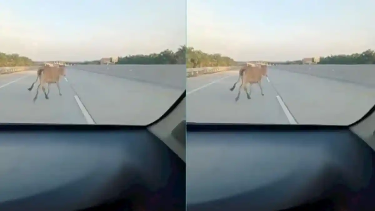 Sapi Kembali Masuk di Ruas Tol Kisaran Indrapura, Diduga Masuk Lewat Pagar