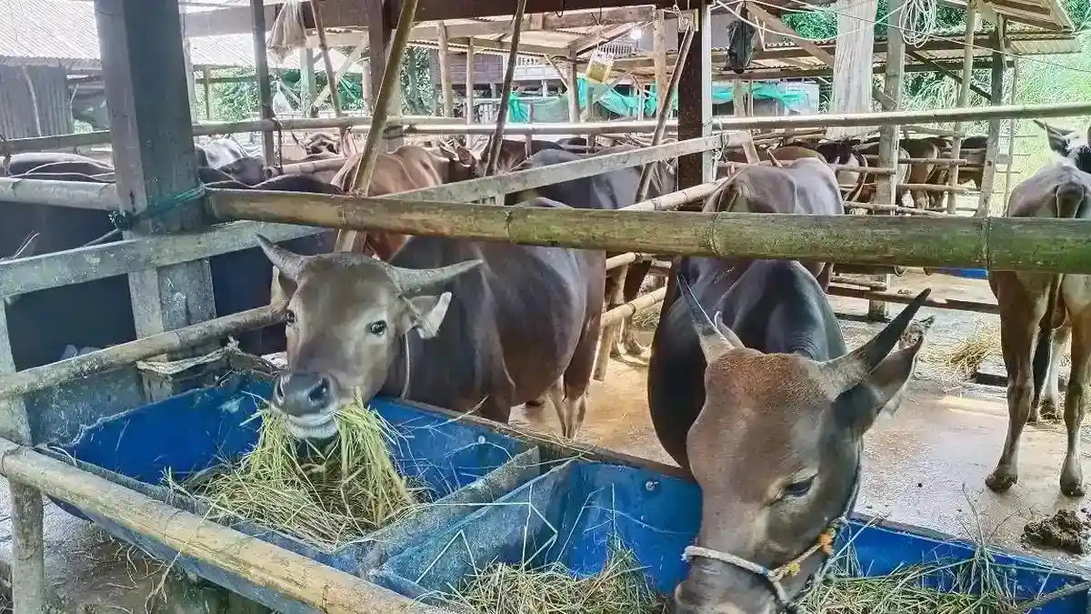 Jangan Salah Pilih! Ini Ciri Sapi dan Kambing Kurban Sehat Menurut Disnakkeswan Sulsel
