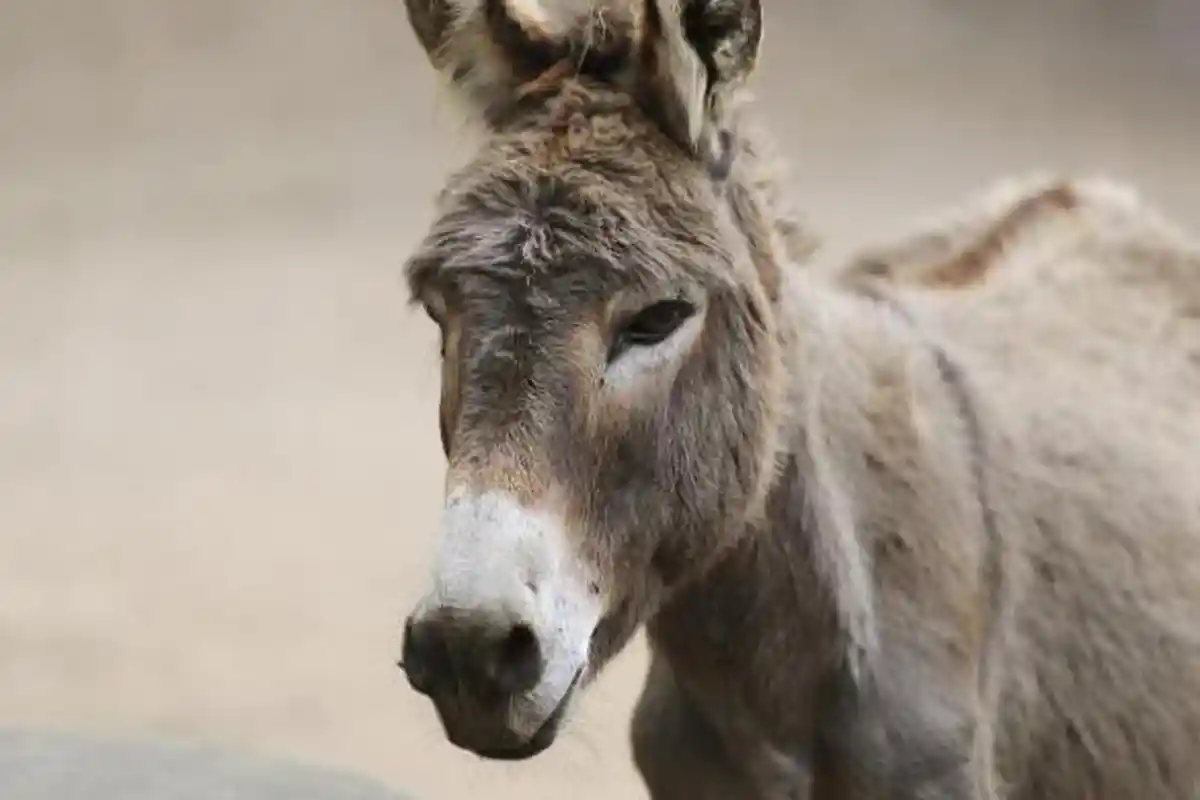 Dasar Sakit! Pria Zimbabwe Kepergok 