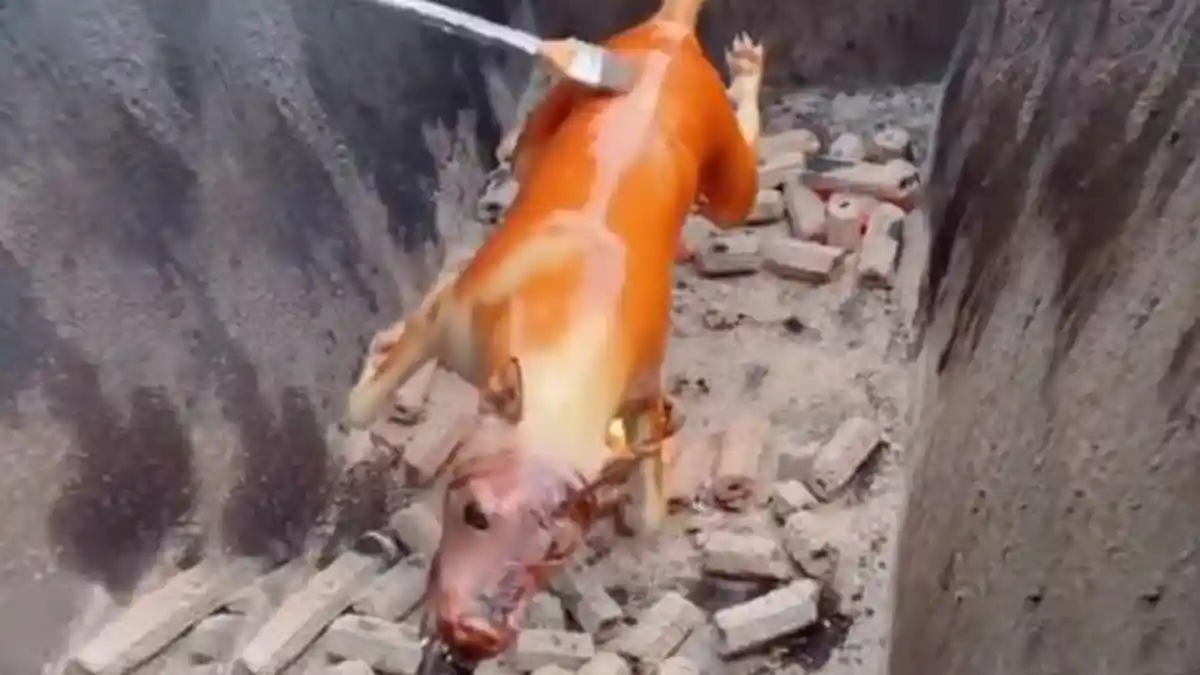 Viral Bocah SD Meninggal Dunia Diduga Usai Makan Daging Anjing Bakar