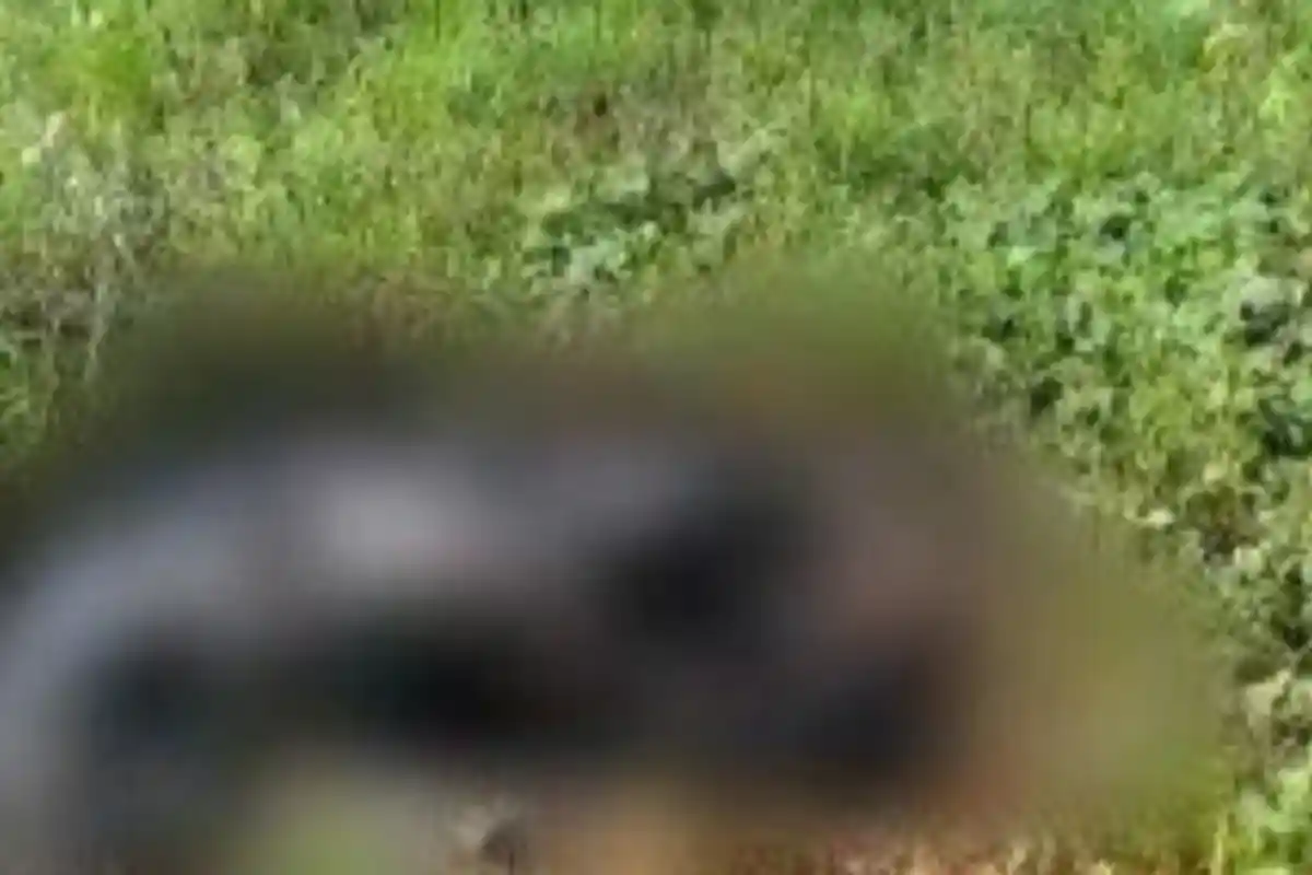 Perempuan Tewas Dibakar Hidup-hidup, Ditemukan di Ladang Semak Belukar dalam Kondisi Masih Berasap