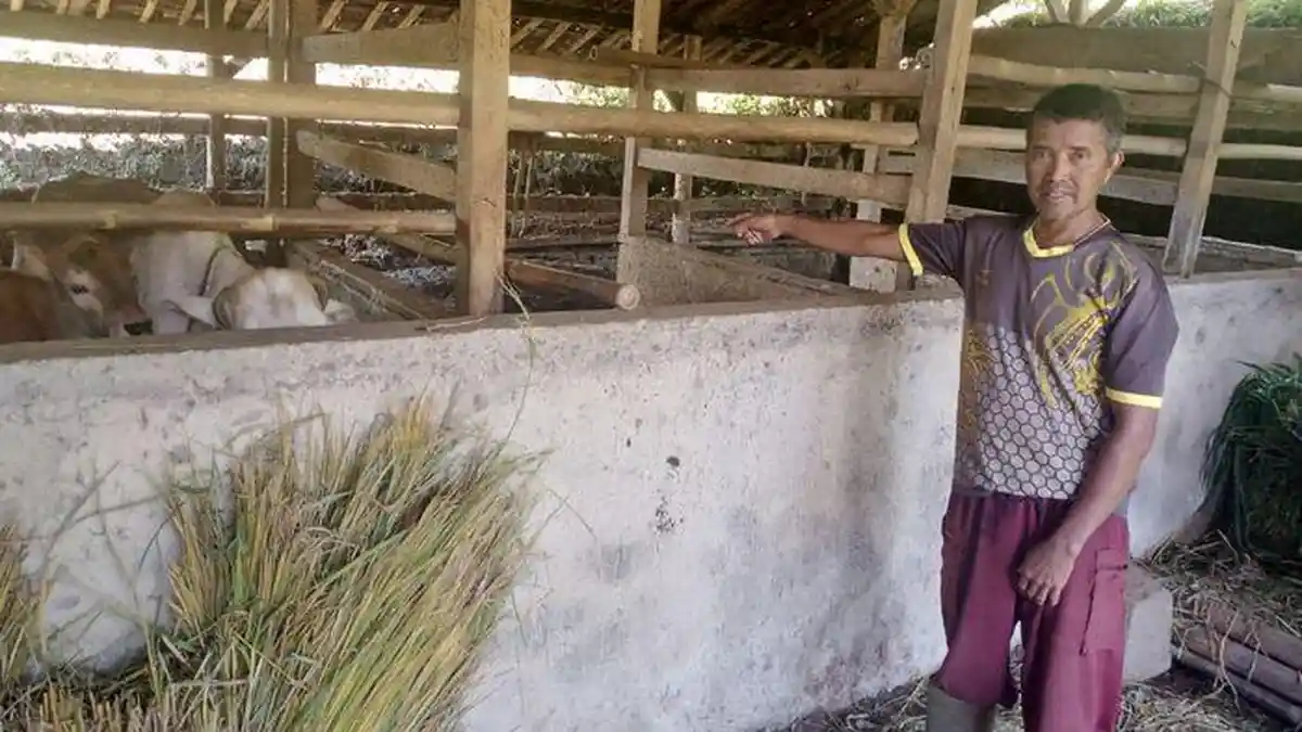 Jelang Idul Adha, Warga Sumedang Kehilangan Seekor Sapi, Tetangga Sempat Lihat Ada Mobil Bawa Ternak