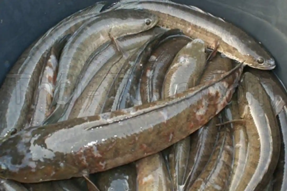 Manfaat tak Terduga Konsumsi Ikan Gabus, Diklaim Mampu Sembuhkan Pasien Covid-19