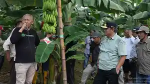 Pj-Gubernur-Sulbar-bersama-jajaran-OPD-mendatangi-sentra-pembibitan-Pisang-Cavendish-di-Bone.jpg