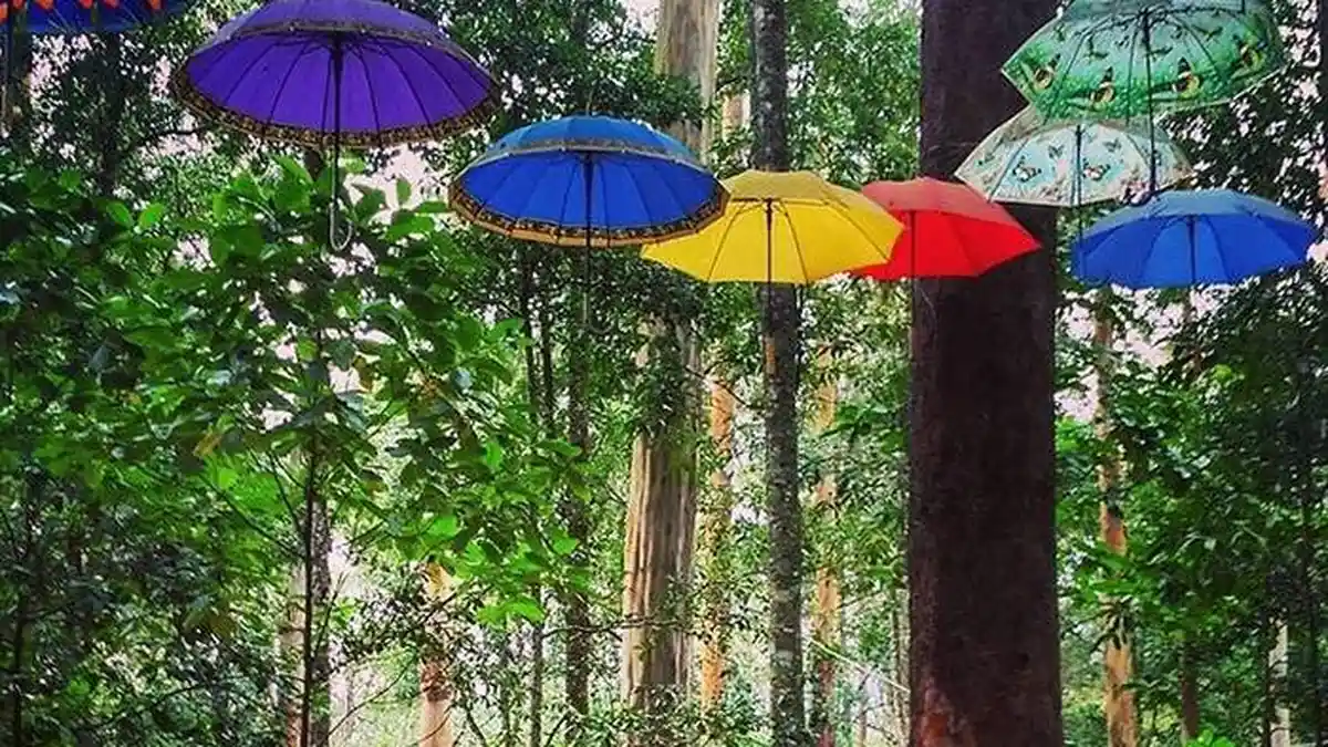 Harga Tiket Masuk Mojosemi Forest Park, Dilengkapi Informasi Jam Operasional, Bisa Main Flying Fox
