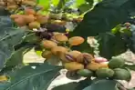 Kopi Langka Yellow Caturra Tumbuh Subur di Lereng Gunung Raung Banyuwangi, Jadi Incaran Dunia