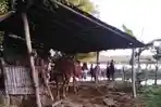 Jagal-sapi-di-Situbondo-2.jpg