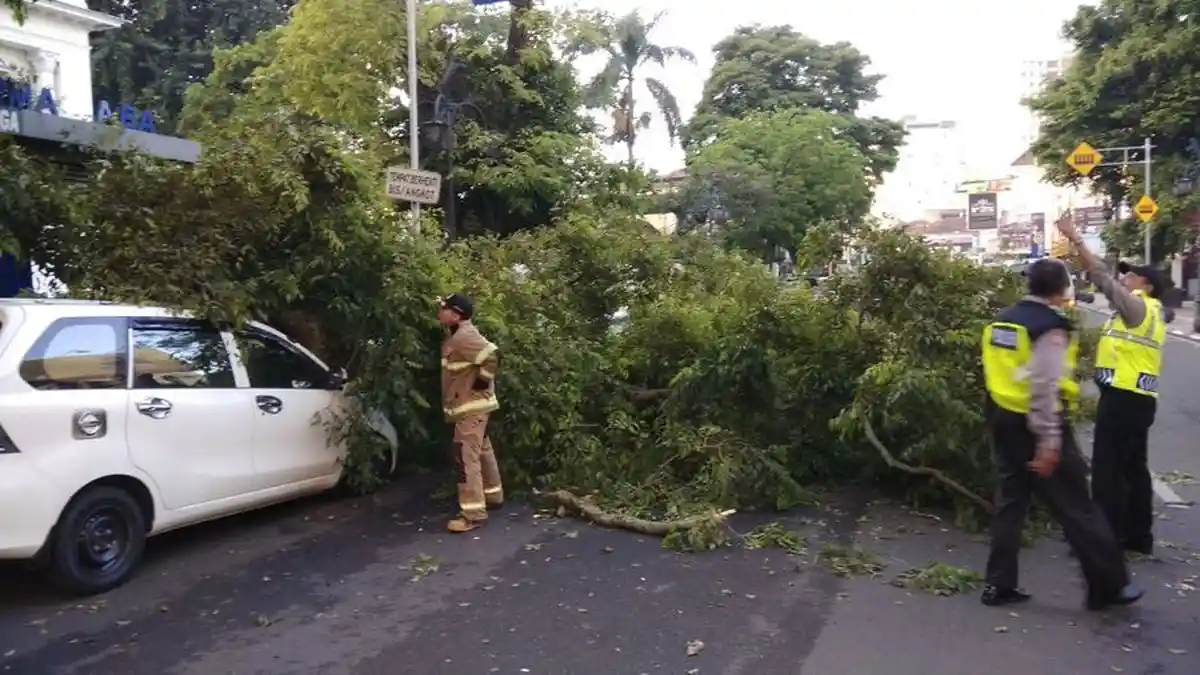DPKP3: Ada 300 Pohon Rawan Tumbang di Kota Bandung