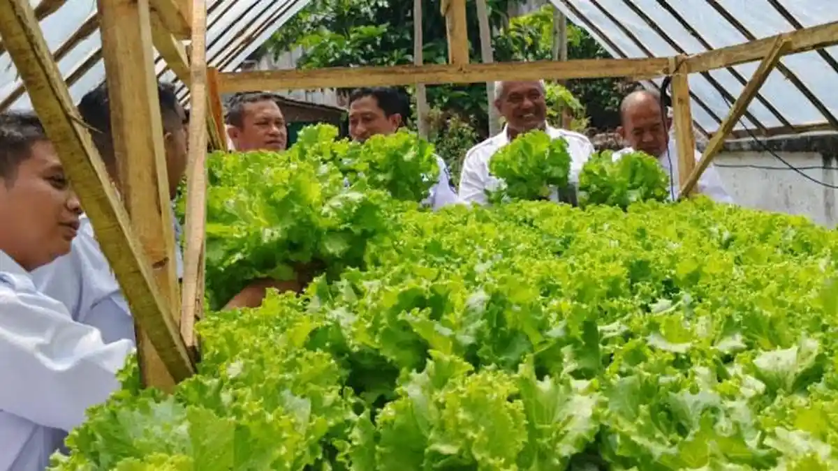 Lapas Bondowoso Panen Perdana 45 Kg Sawi Hidroponik, Dikirim ke SPPG untuk Program MBG