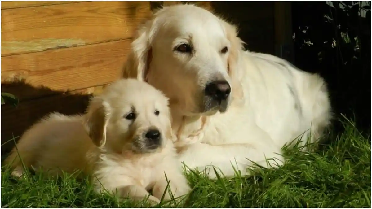 Apakah Anjing Mengalami Haid dan Menopause? Ini Penjelasan Terkait Perkawinan hingga Infeksi