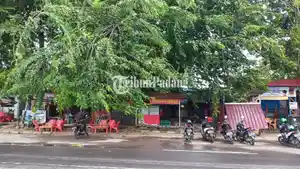 Deretan-kendaraan-yang-parkir-di-bawah-pohon.jpg