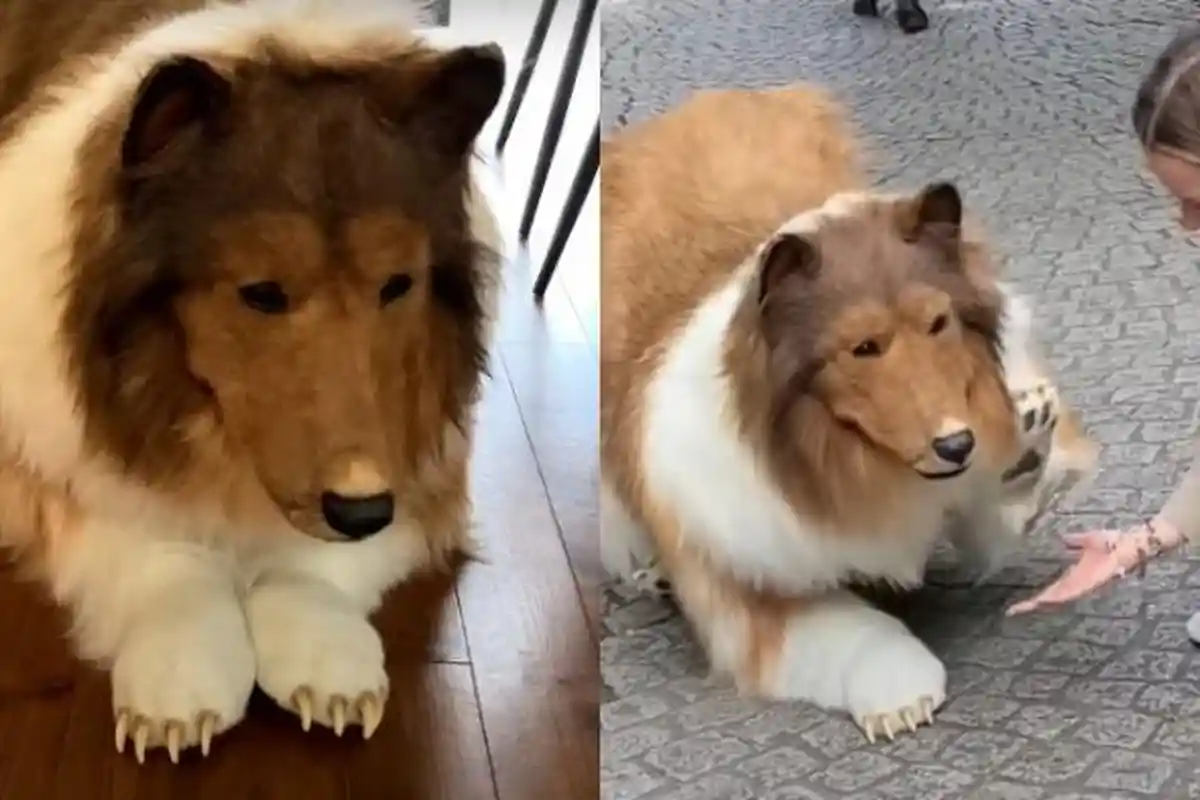 SOSOK Toco, Pria Jepang yang Rela Rogoh Kocek Rp 213 Juta demi Bisa Jadi Anjing: Mimpinya sejak SD