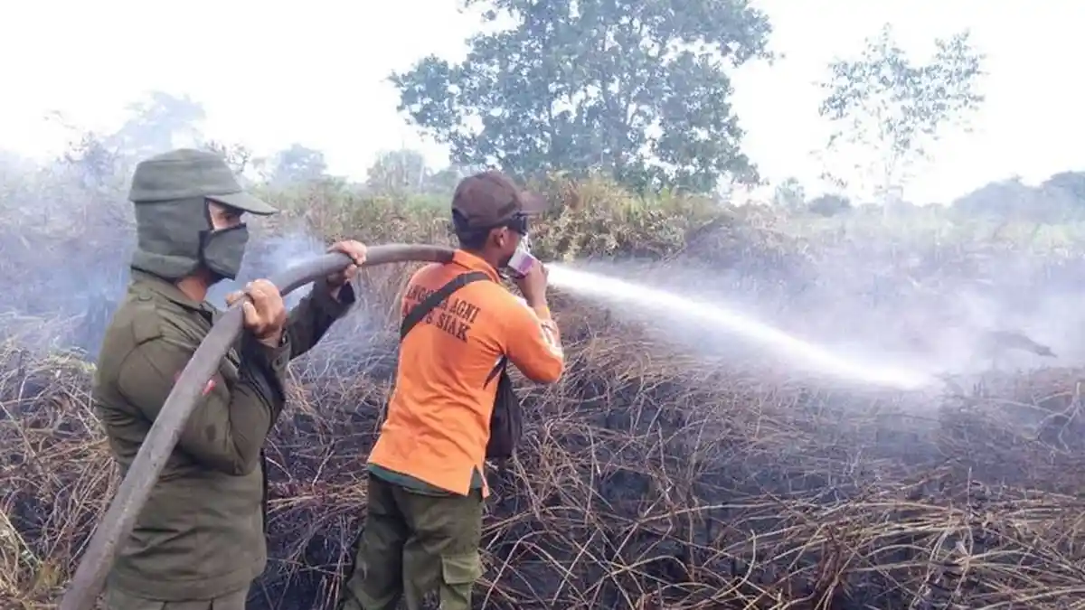 Pria Ini Tak Sengaja Bakar 5 Hektar Lahan Warga Saat Buka Lahan Untuk Tanam Cabai