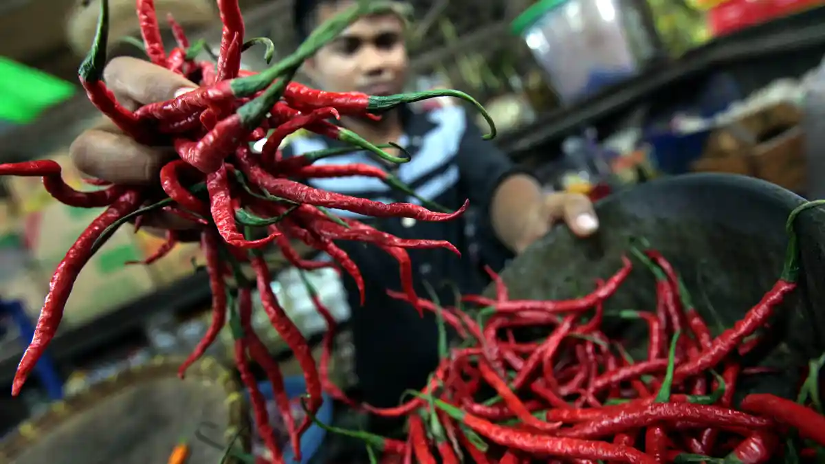 Harga Cabe di Jember  Naik 100 Persen