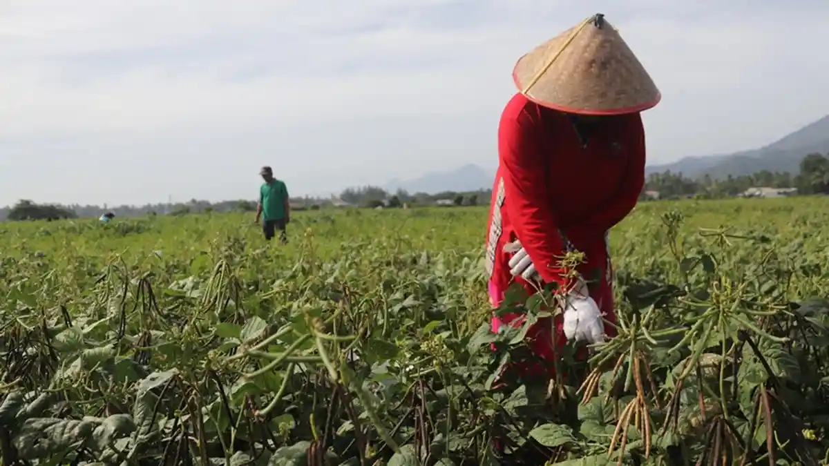 Musim Kemarau, Petani Empee Trieng Manfaatkan Lahan Sawah Jadi Tanaman ...