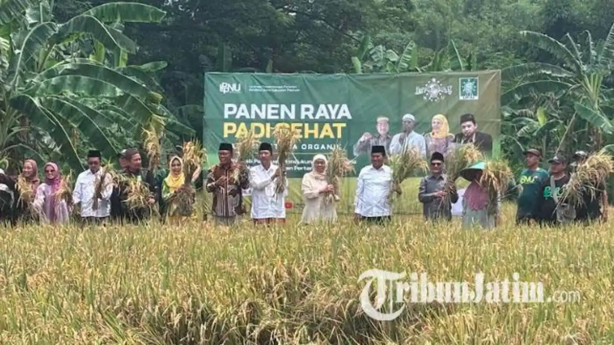 Khofifah Ikut Panen Raya Padi Sehat Hasil Penggunaan Pupuk Probiotik di Pasuruan